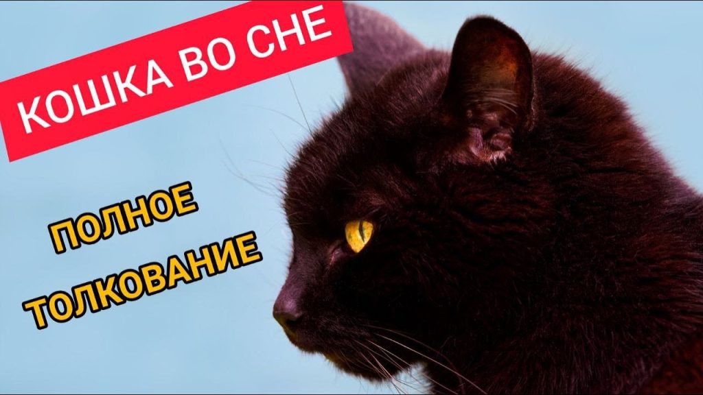 К Чему Снится Кал Женщине: Толкование и Значение