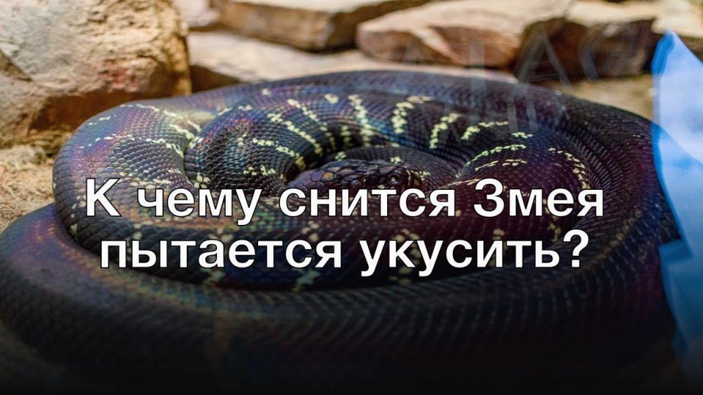К Чему Снится Змея: подробный анализ значения и символики