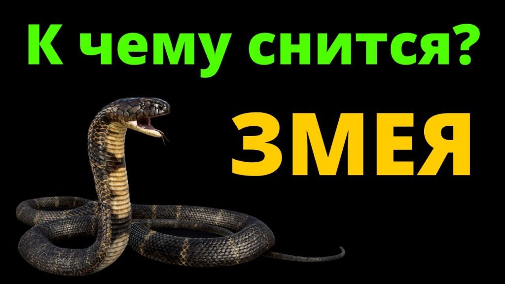 К Чему Снится Змея: подробный анализ значения и символики