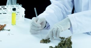 В Україні можуть розширити показання для медичного канабісу, зокрема щодо ПТСР